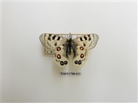 藏品(中國蝴蝶)的圖片